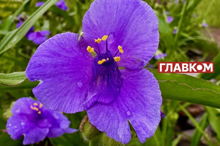 It Will Rain in Ukraine: Weather Forecast for June 14
