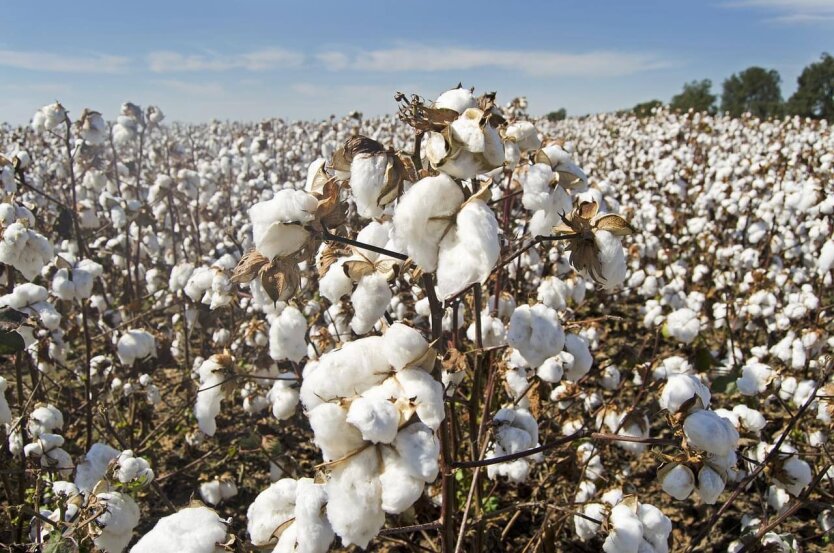 In Ukraine, applications for budget subsidies for cotton cultivation have opened
