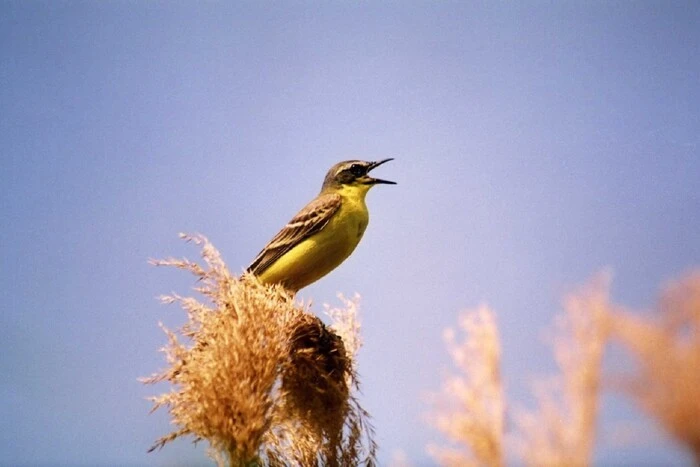 Durch den Krieg in der Ukraine verschwinden Spatzen, Schwalben und seltene Wasservögel: Erklärung des Ornithologen