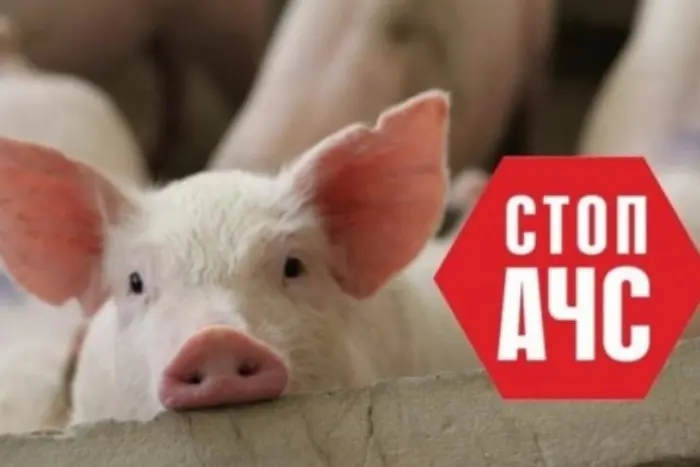 An outbreak of African swine fever has been recorded in Vinnytsia region